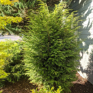 Alpha Upright Canadian Hemlock - Nature Hills Nursery - #2 Container - 