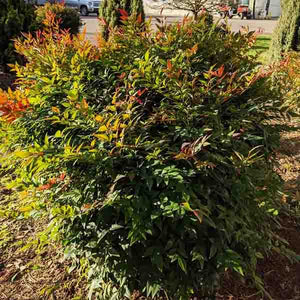 Alpha's Compact Heavenly Bamboo - Nature Hills Nursery - #2 Container - 