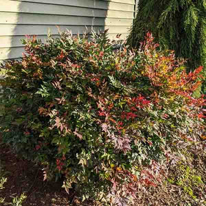 Alpha's Compact Heavenly Bamboo - Nature Hills Nursery - #2 Container - 