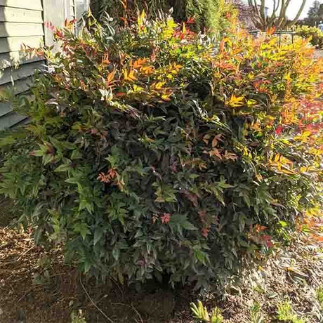 Alpha's Compact Heavenly Bamboo - Nature Hills Nursery - #2 Container - 