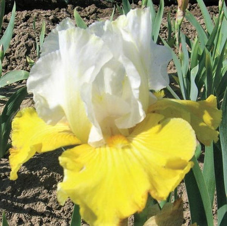 Alpine Journey Tall Bearded Iris - Nature Hills Nursery - Bare Root Iris - 