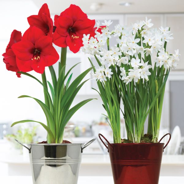 Amaryllis & Paperwhite Duo Two Pack Decorative Planters - Nature Hills Nursery - 2 Pack Bulbs - 