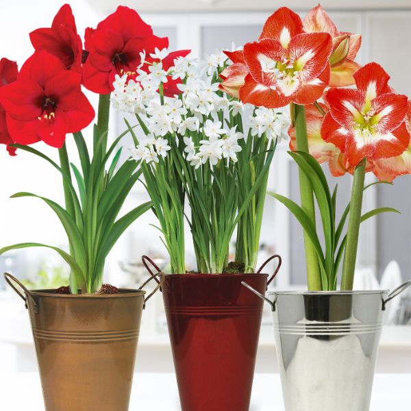 Amaryllis & Paperwhite Trio Three Pack Decorative Planters