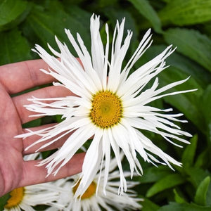 Amazing Daisies&reg; Spun Silk Shasta Daisy