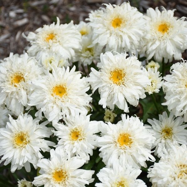 Amazing Daisies&reg; Marshmallow Shasta Daisy - Nature Hills Nursery - #1 Container - 