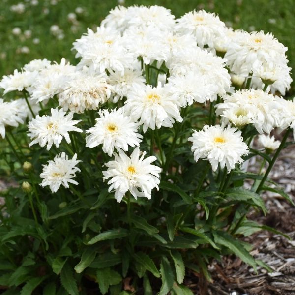 Amazing Daisies&reg; Marshmallow Shasta Daisy - Nature Hills Nursery - #1 Container - 