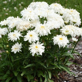 Amazing Daisies&reg; Marshmallow Shasta Daisy - Nature Hills Nursery - #1 Container - 