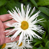 Amazing Daisies&reg; Spun Silk Shasta Daisy - Nature Hills Nursery - #1 Container - 