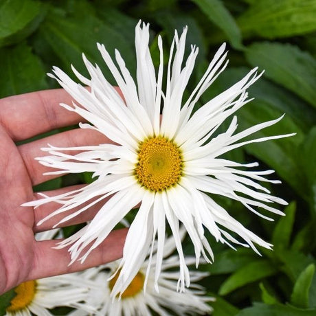 Amazing Daisies&reg; Spun Silk Shasta Daisy - Nature Hills Nursery - #1 Container - 