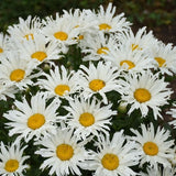 Amazing Daisies&reg; Spun Silk Shasta Daisy - Nature Hills Nursery - #1 Container - 