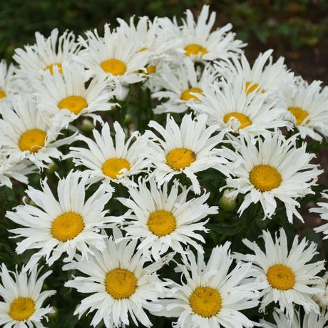 Amazing Daisies&reg; Spun Silk Shasta Daisy - Nature Hills Nursery - #1 Container - 