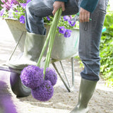Ambassador Allium - Nature Hills Nursery - 3 Pack Bulbs - 