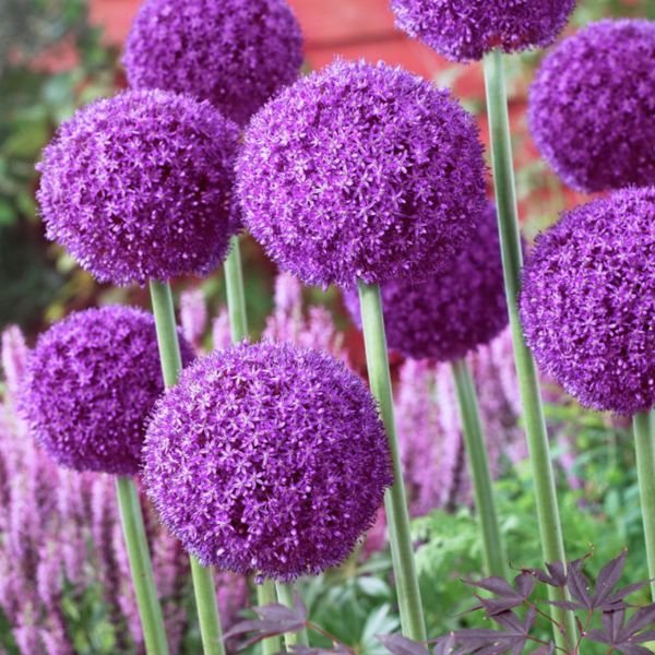 Ambassador Allium - Nature Hills Nursery - 3 Pack Bulbs - 