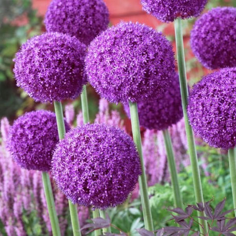 Ambassador Allium - Nature Hills Nursery - 3 Pack Bulbs - 