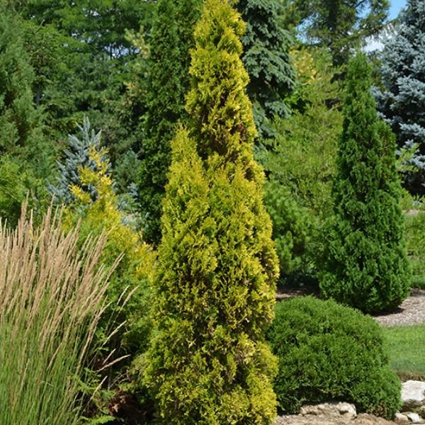 Detail view of Amber Gold Arborvitae (Thuja occidentalis 'Jantar' PP22,296) showing plant structure and foliage.