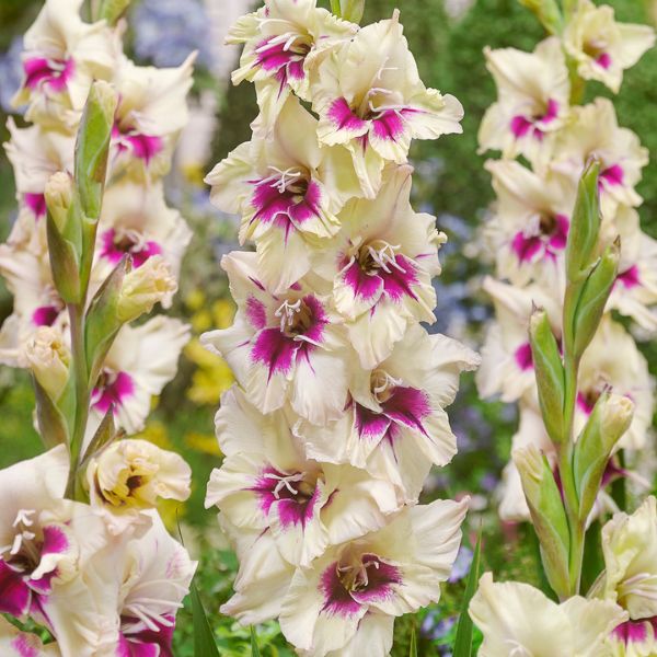 Amber Mystique Gladiolus - Nature Hills Nursery - 12 Pack Bulbs - 