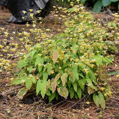 Amber Queen Barrenwort - Nature Hills Nursery - #1 Container - 