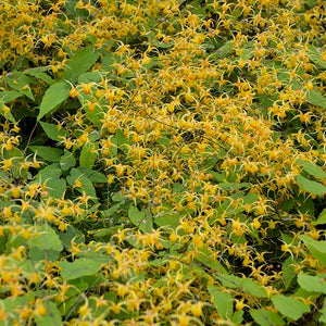 Amber Queen Barrenwort - Nature Hills Nursery - #1 Container - 