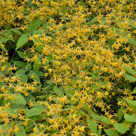 Amber Queen Barrenwort - Nature Hills Nursery - #1 Container - 