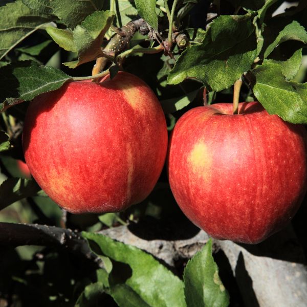 Ambrosia Apple Tree