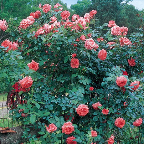 America™ Climbing Rose - Rose - Nature Hills Nursery - 3 Container - 