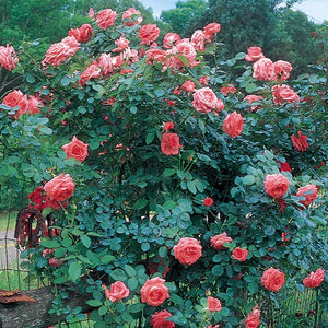America™ Climbing Rose