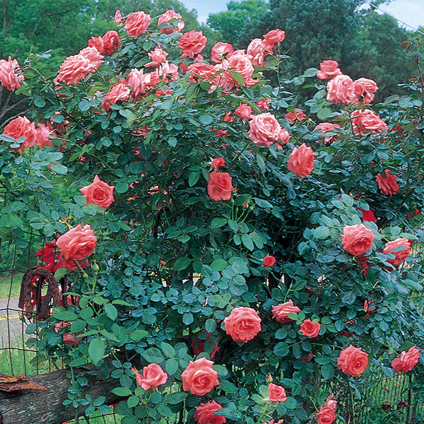 America&trade; Climbing Rose