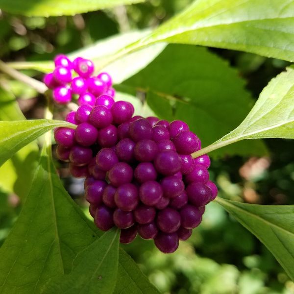 American Beautyberry - Bush - Nature Hills Nursery - 3 Container - 
