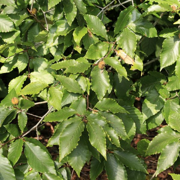 Close-up of yellow, green fagus flowers on American Beech Tree blooming in early spring to late spring.
