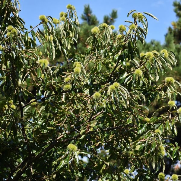 American Chestnut - Nature Hills Nursery - #3 Container 2 - 3 Feet - 