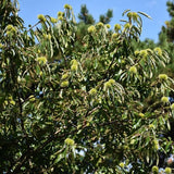 American Chestnut - Nature Hills Nursery - #3 Container 2 - 3 Feet - 