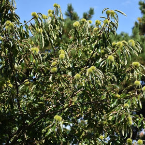 American Chestnut - Nature Hills Nursery - #3 Container 2 - 3 Feet - 