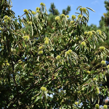 American Chestnut - Nature Hills Nursery - #3 Container 2 - 3 Feet - 