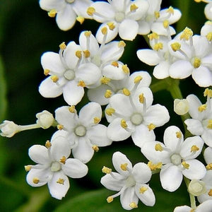 American Elderberry - Nature Hills Nursery - Sprinter Pot - 