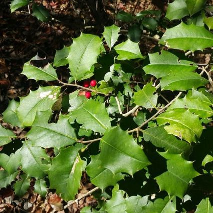 Close-up of white ilex flowers on American Holly Tree blooming in late spring.