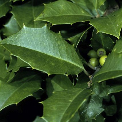 American Holly - Tree Form - Nature Hills Nursery - #1 Container 2 - 3 Feet - 