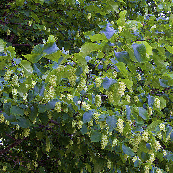 American Hop Hornbeam With Seed Pods