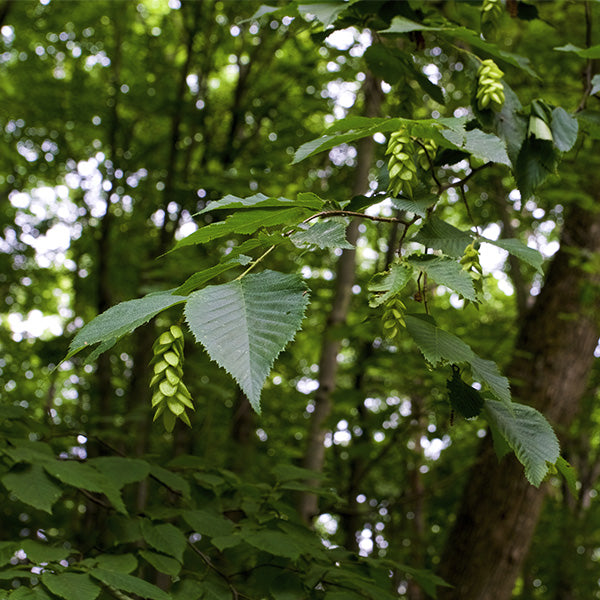 American Hop Hornbeam Branch