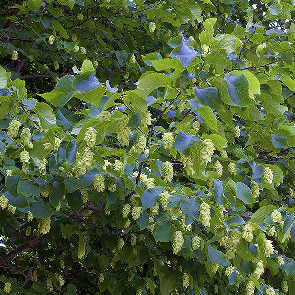American Hop Hornbeam - Nature Hills Nursery - #3 Container 2 - 3 Feet - 