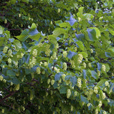 American Hop Hornbeam - Nature Hills Nursery - #3 Container 2 - 3 Feet - 