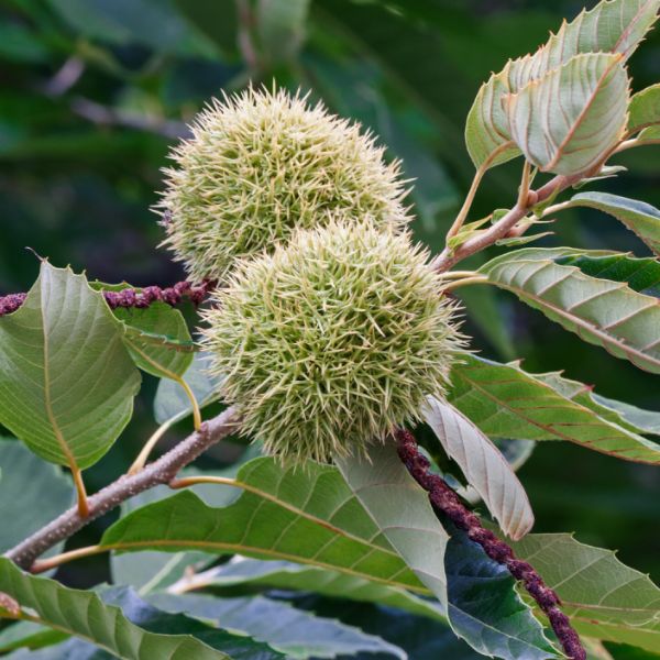 American Chestnut Close Up