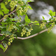 American Currant  With Flowers