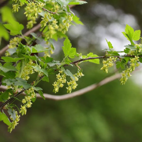 American Currant  With Flowers