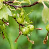 American Currant Fruiting