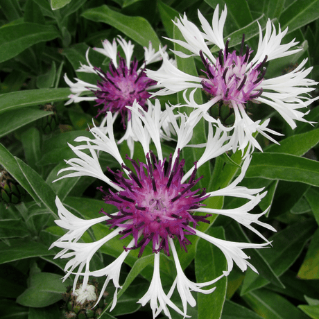 Amethyst Snow Mountain Bluet - Nature Hills Nursery - #1 Container 2 Pack - 