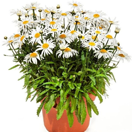 Angel Daisy&trade; Shasta Daisy - Nature Hills Nursery - #1 Container 2 Pack - 