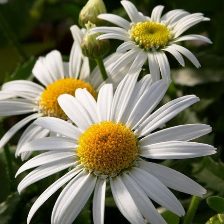 Angel Daisy&trade; Shasta Daisy - Nature Hills Nursery - #1 Container 2 Pack - 