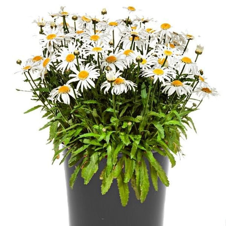 Angel Daisy&trade; Shasta Daisy - Nature Hills Nursery - #1 Container 2 Pack - 