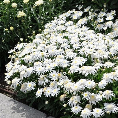 Angel Daisy&trade; Shasta Daisy - Nature Hills Nursery - #1 Container 2 Pack - 