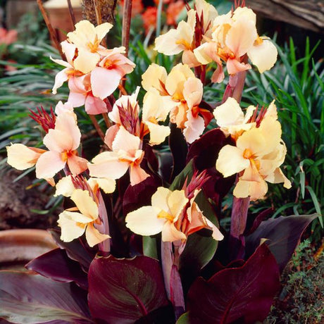 Angel Martin Canna Lily - Nature Hills Nursery - 5 Pack Bulbs - 